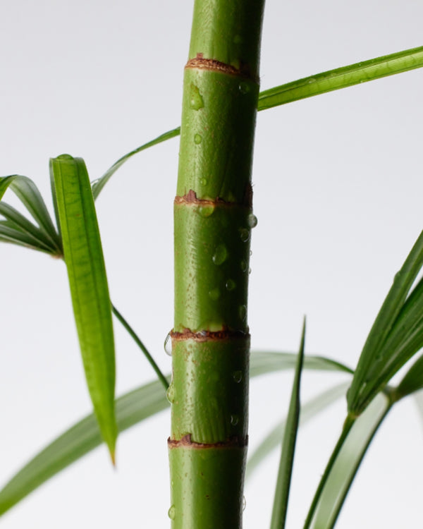 Mighty Bamboo Panthenol Serum (30ml) — Suero Reparador y Barrera de la Piel