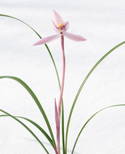 Cargar imagen en el visor de la galería, Innisfree - Jeju Orchid Lotion - 160ml

